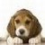 beagelka