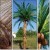 palmysztuczne